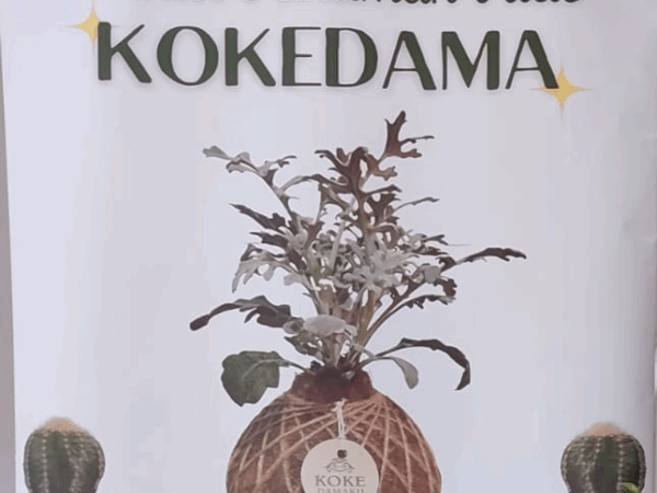 Kreasi Tanaman Hias KOKEDAMA